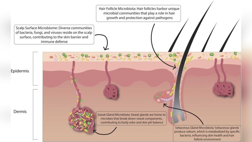 Gut Health Skin And Scalp Barrier Connection: The Microbiome Link Gut Health Skin And Scalp Barrier Connection: The Microbiome Link