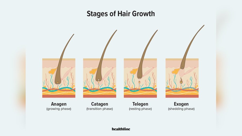 How Hair Growth Cycles Work: Anagen And Catagen And Telogen Explained How Hair Growth Cycles Work: Anagen And Catagen And Telogen Explained