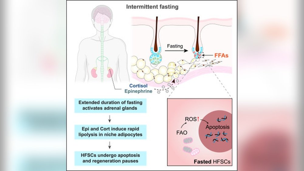 Intermittent Fasting Effects on Skin Quality And Hair Growth Intermittent Fasting Effects on Skin Quality And Hair Growth